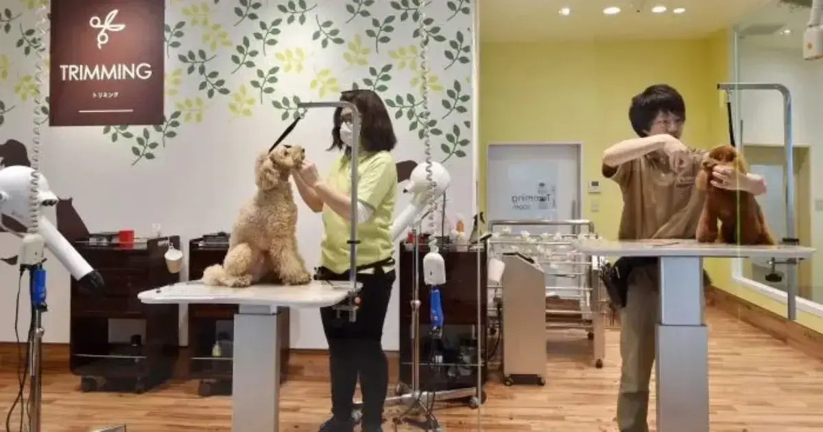 15 Pet Grooming Salons in Singapore