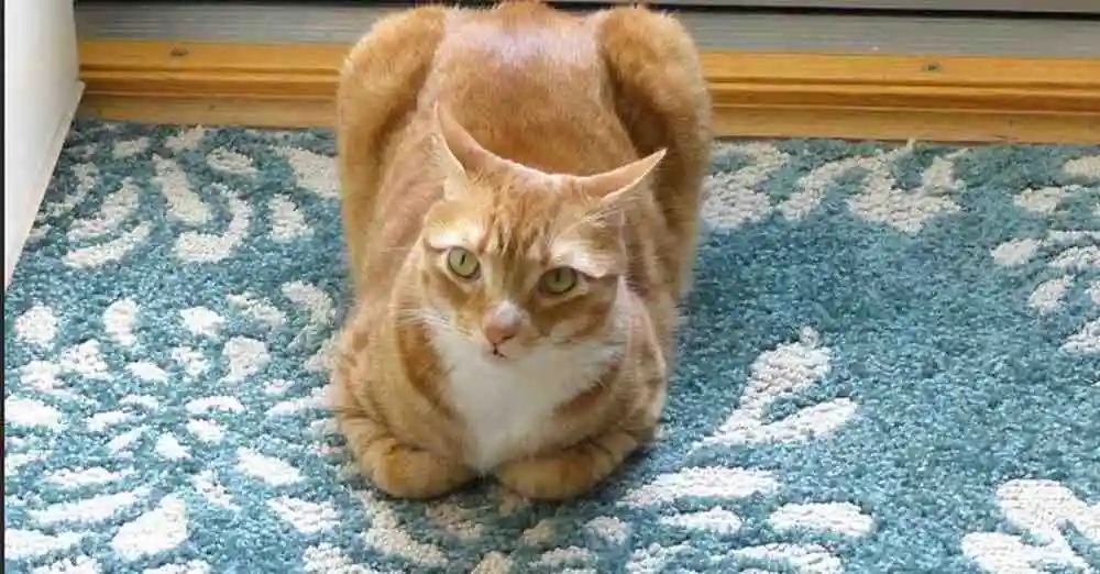 Cats Loaf