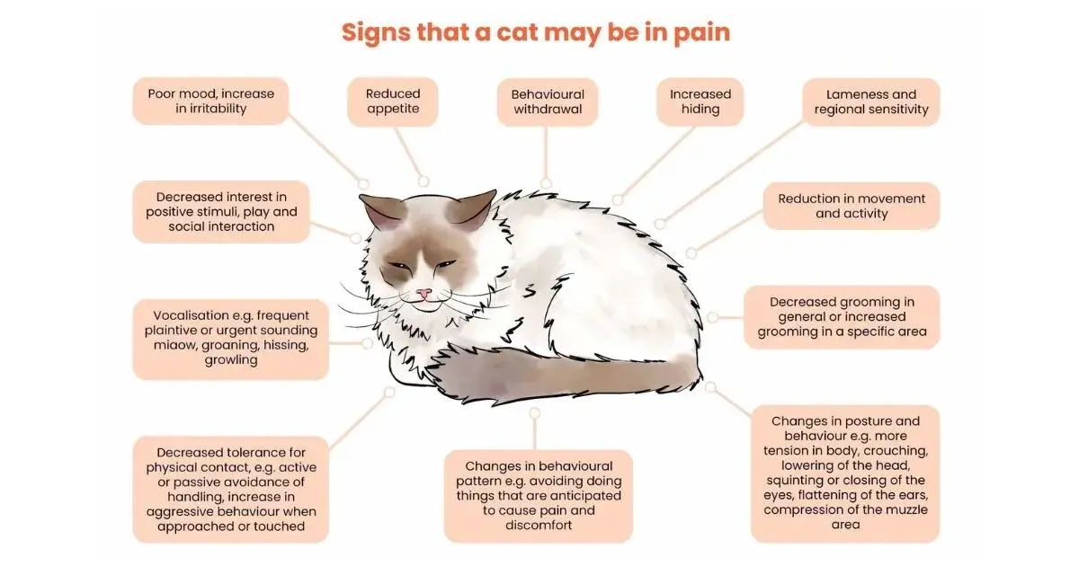 Common Causes of Pain in Cats