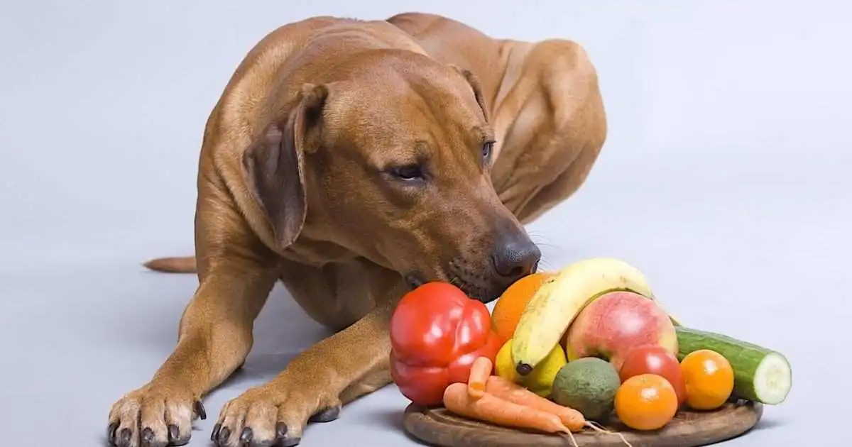 Fruits Dogs Can Eat