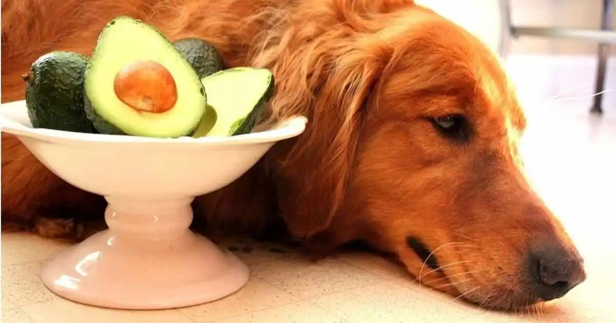 Fruits Dogs Should Not Eat