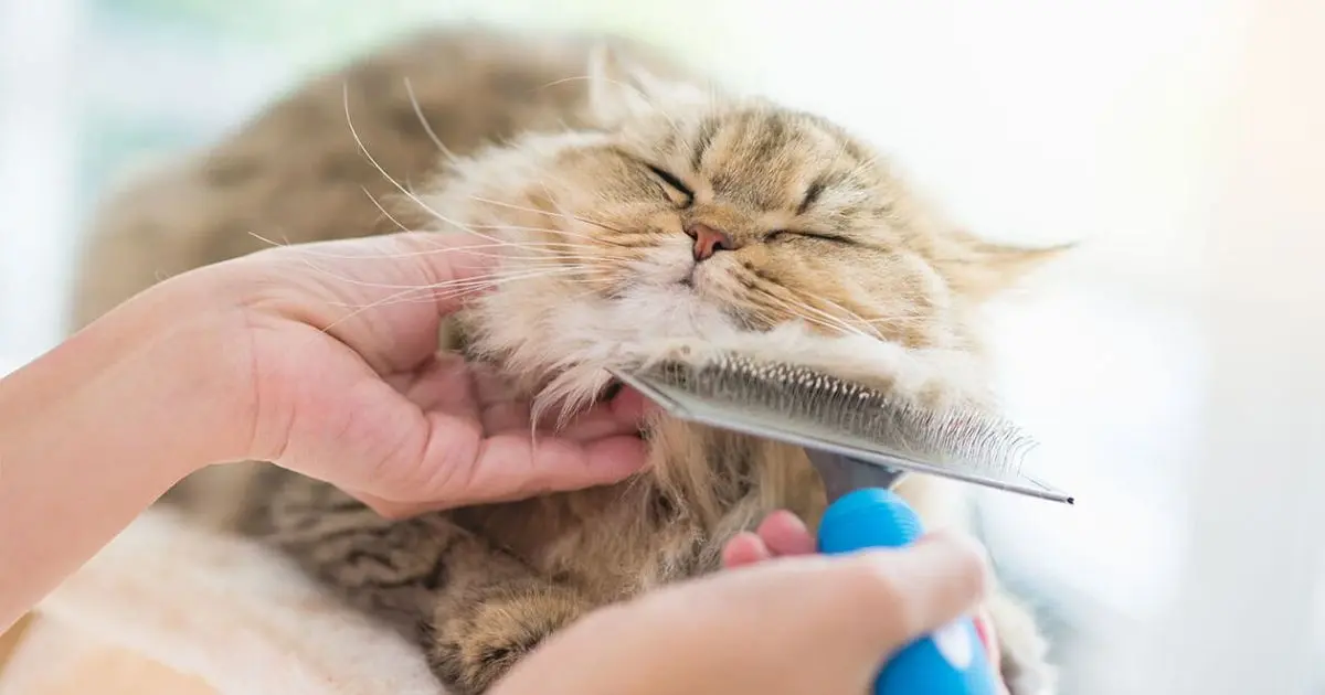 Low Maintenance Grooming