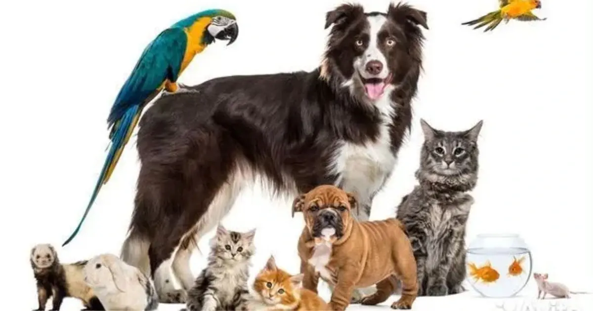 Precious Pets