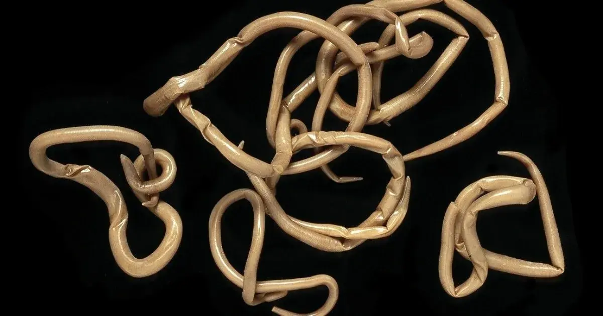 Roundworms