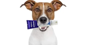 Toothpaste For Dogs