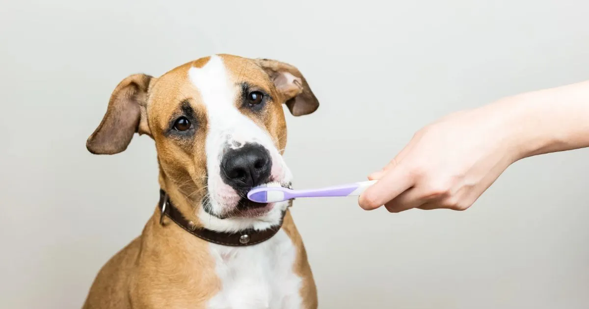 Traditional Brushing for dogs