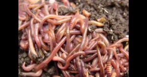 Worms